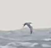 Procellariidae