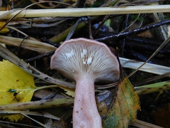 Lactarius spinosulus