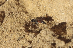 Arachnospila
