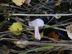 Lactarius spinosulus