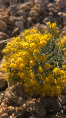 Galatella villosa