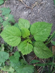 Physalis cordata