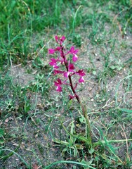 Anacamptis laxiflora