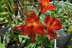 Alstroemeria