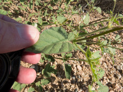 Boerhavia spicata