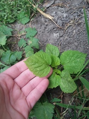 Physalis cordata