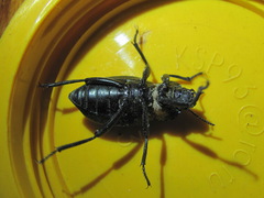 Tenebrionoidea