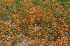 Ursinia