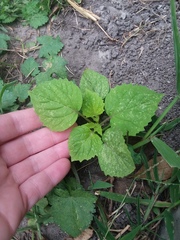 Physalis cordata