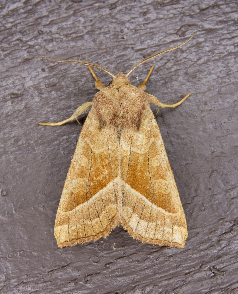 Hydraecia obliqua