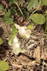 Tischeria ekebladella