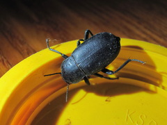 Tenebrionoidea