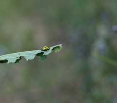 Calligrapha mexicana