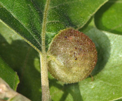 Dryocosmus quercuspalustris
