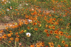 Ursinia