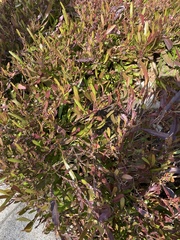 Photinia × fraseri