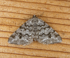 Macaria signaria