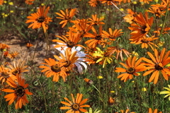 Ursinia