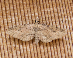 Eupithecia unicolor