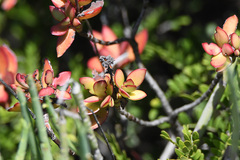 Crassula cultrata