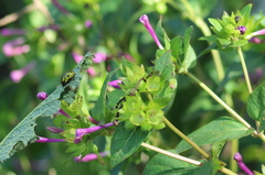 Calligrapha mexicana