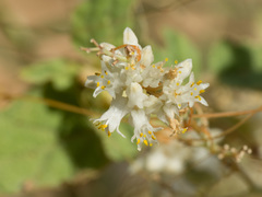 Cuscuta umbellata