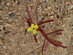 Camissonia dentata