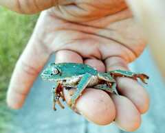 Agalychnis dacnicolor