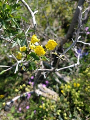 Tropaeolum brachyceras