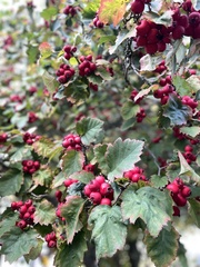 Crataegus laevigata