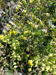 Tropaeolum brachyceras