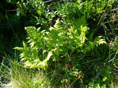 Phegopteris connectilis