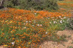 Ursinia