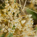 Cuscuta umbellata - Photo (c) Steve Jones, μερικά δικαιώματα διατηρούνται (CC BY-NC), uploaded by Steve Jones