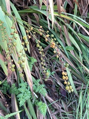 Crocosmia