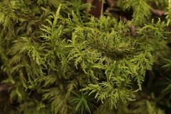 Thuidium tamariscinum