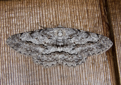 Stenoporpia pulmonaria