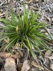Dichanthelium laxiflorum