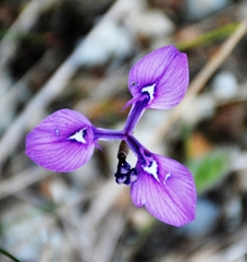 Moraea tripetala