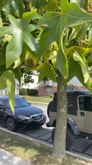 Liquidambar formosana