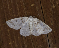 Sabulodes packardata