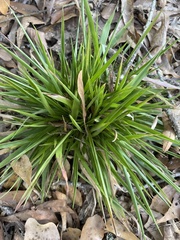 Dichanthelium laxiflorum