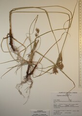 Cyperus schweinitzii