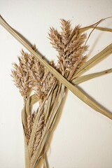 Cyperus schweinitzii