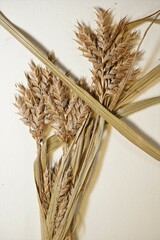 Cyperus schweinitzii