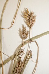 Cyperus schweinitzii