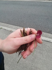 Macroptilium lathyroides