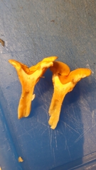 Cantharellus cibarius