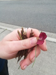 Macroptilium lathyroides