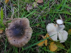 Russula xerampelina